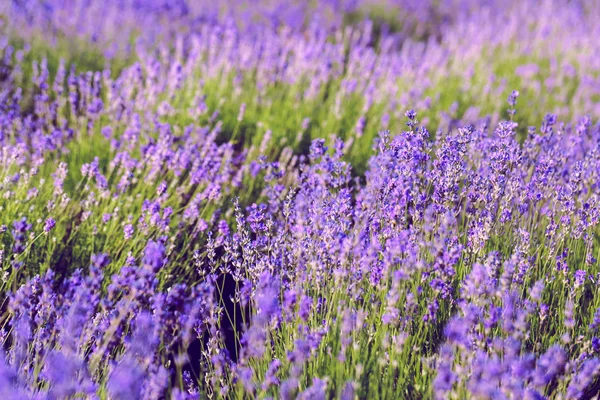 Vista Panorâmica Campo Lavanda Verão — Fotografia de Stock