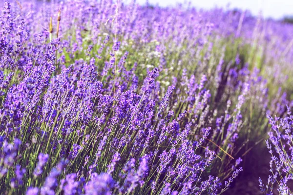 Vacker Utsikt Över Lavendelfält Sommaren — Stockfoto