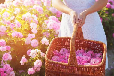 Gül closeup tutan kadın. Yaz sezonu.