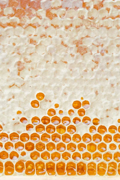 Honeycombs Honey Natural Background — Stock Photo, Image