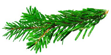 Beyaz arkaplanda izole edilmiş köknar dalı