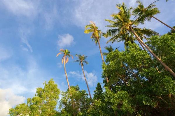 Top Coconut Tree — Stock Photo, Image