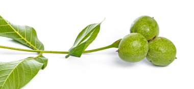 Beyaz bir arka plan üzerinde izole ceviz meyve yeşil ağaç dalı