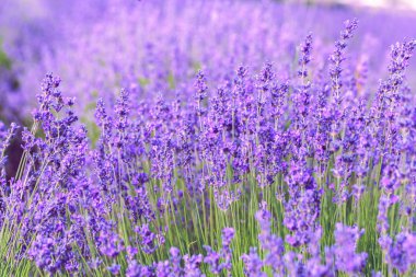 Yazın lavanta tarlası