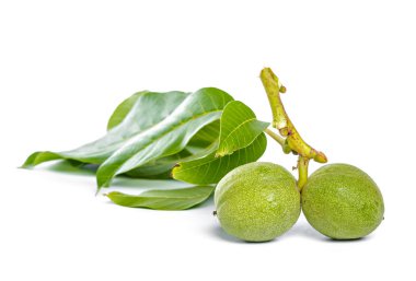 Beyaz bir arka plan üzerinde izole ceviz meyve yeşil ağaç dalı