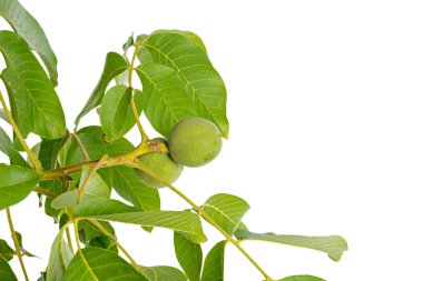 Beyaz bir arka plan üzerinde izole ceviz meyve yeşil ağaç dalı