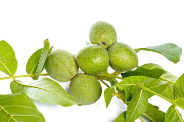 Beyaz bir arka plan üzerinde izole ceviz meyve yeşil ağaç dalı