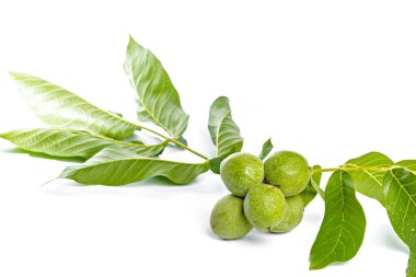 Beyaz bir arka plan üzerinde izole ceviz meyve yeşil ağaç dalı