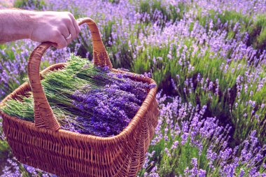 Eflatun alanında sepeti