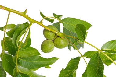 Beyaz bir arka plan üzerinde izole ceviz meyve yeşil ağaç dalı