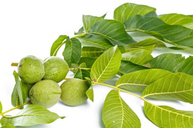 Beyaz bir arka plan üzerinde izole ceviz meyve yeşil ağaç dalı