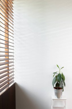 Yeşil bitki için oda dekore edilmiş bir vazoda