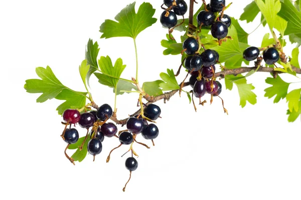 Bacche Ribes Nero Con Foglia Verde Frutta Fresca Isolata Fondo — Foto Stock