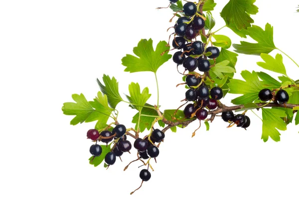 Bacche Ribes Nero Con Foglia Verde Frutta Fresca Isolata Fondo — Foto Stock