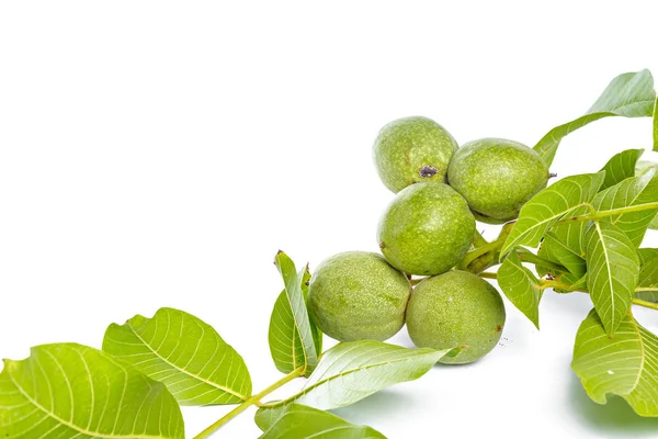 Beyaz bir arka plan üzerinde izole ceviz meyve yeşil ağaç dalı