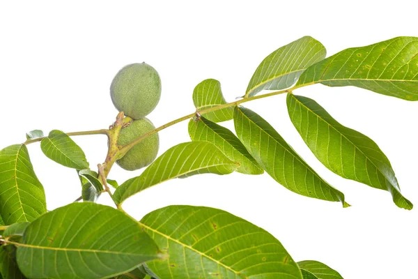 Valnötter Frukter Gröna Trädgren Isolerad Vit Bakgrund — Stockfoto