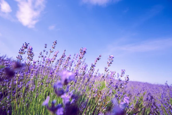 Campo Lavanda Verão Fundo Close — Fotografia de Stock