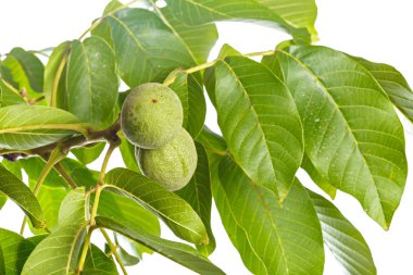 Beyaz bir arka plan üzerinde izole ceviz meyve yeşil ağaç dalı