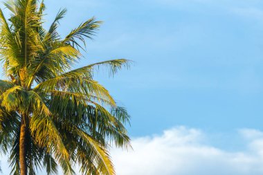 mavi gökyüzü karşı Hindistan cevizi ağacının üstünde