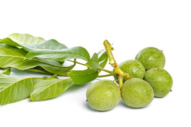 Beyaz bir arka plan üzerinde izole ceviz meyve yeşil ağaç dalı