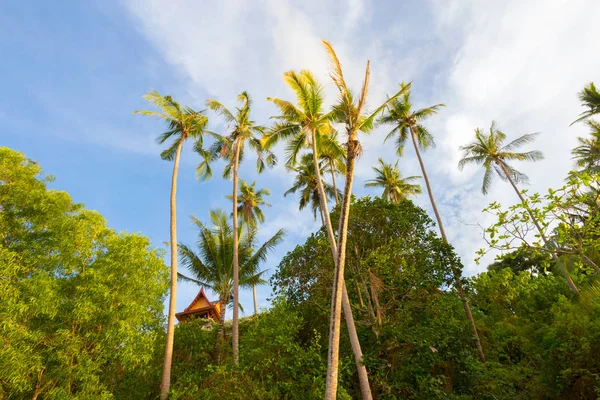 Top Coconut Trees Beach — Stock Photo, Image