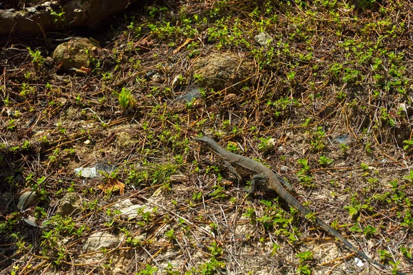 Small Baby Monitor Lizard Reptile Predator Park — Stock Photo, Image