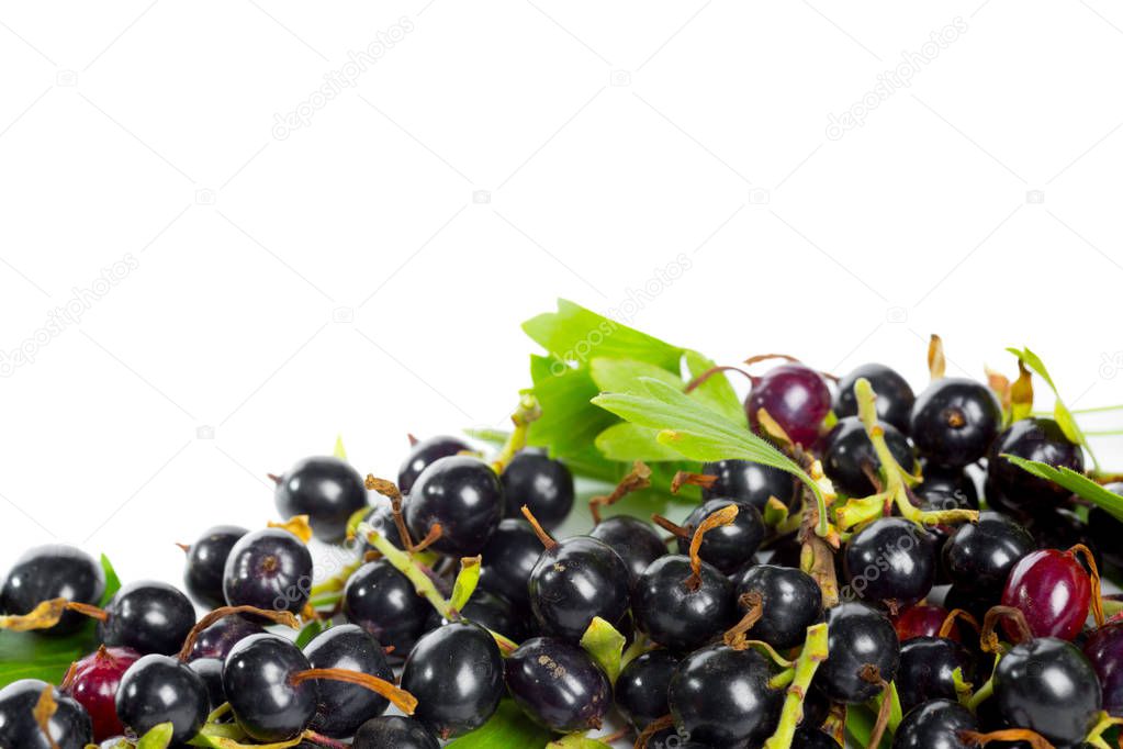 Berries black currants with green leaves isolated on white background.