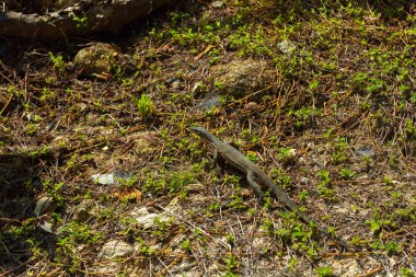 Küçük bebek monitör kertenkele sürüngen yırtıcı bir parkta 