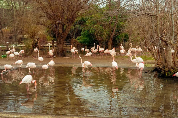 Groupe Flamants Roses Pataugeant Dans Étang Par Une Journée Ensoleillée — Photo