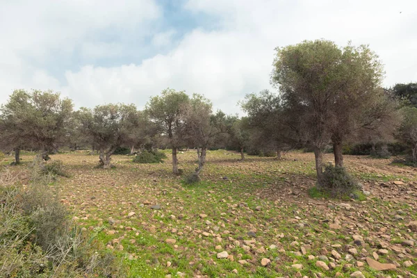 Green Park Forest Field Tree Background — Stock Photo, Image