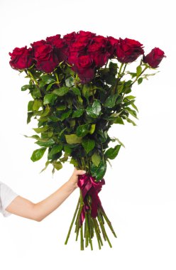 Beyaz arkaplanda kırmızı güller.