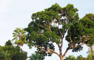 Yeşil park orman alanı ve ağaç arka plan