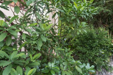 Tropikal bitkilerin yaprakları