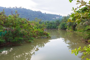 Yaz orman nehir aralığı manzara.