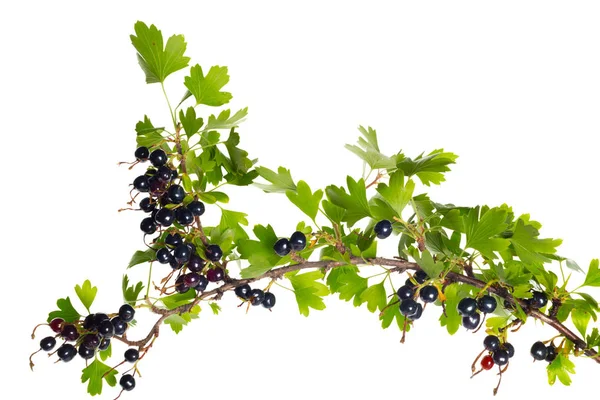 Bacche Ribes Nero Con Foglie Verdi Isolate Sfondo Bianco — Foto Stock