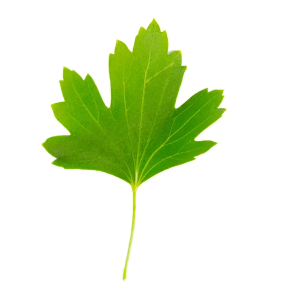 Currant Leaf Isolated White Background — Stock Photo, Image