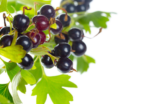 Berries black currants with green leaves isolated on white background.