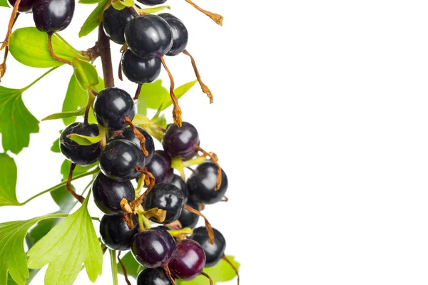 Bacche Ribes Nero Con Foglie Verdi Isolate Sfondo Bianco — Foto Stock