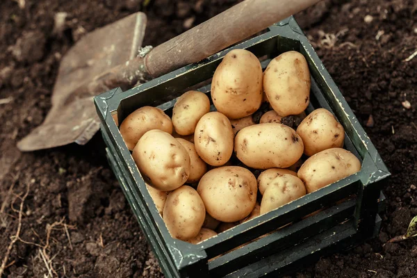 Basket Fresh Tasty New Potatoes — Stock Photo, Image