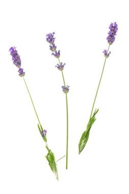 Beyaz arkaplanda lavanta çiçekleri