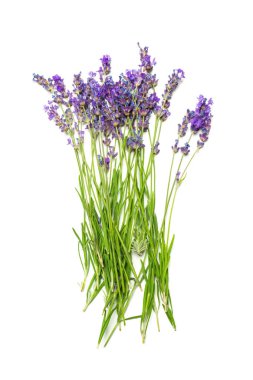 Beyaz arkaplanda lavanta çiçekleri