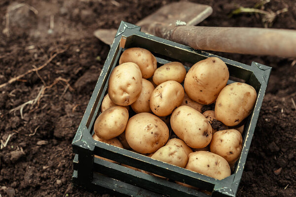 Basket of fresh tasty new potatoes.