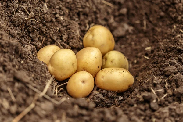 Aardappelveld Groente Met Knollen Bodem Vuil Oppervlak Achtergrond — Stockfoto