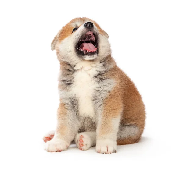 Akita Inu Cucciolo Cane Sfondo Bianco — Foto Stock