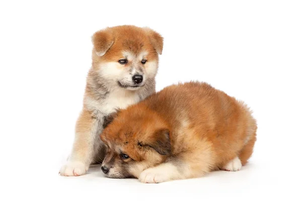 Beyaz Arka Planda Akita Inu Yavru Köpeği — Stok fotoğraf