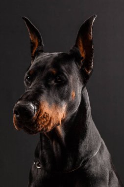 Doberman Pinscher siyah üzerine portre.
