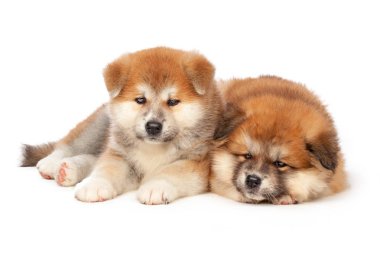 Beyaz arka planda Akita Inu yavru köpeği