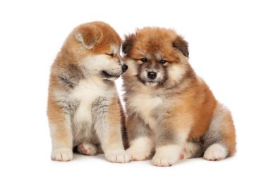 Beyaz arka planda Akita Inu yavru köpeği