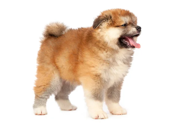 Akita Inu Hvalp Hund Hvid Baggrund - Stock-foto