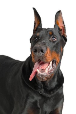 Doberman beyaz arkaplanda izole edildi